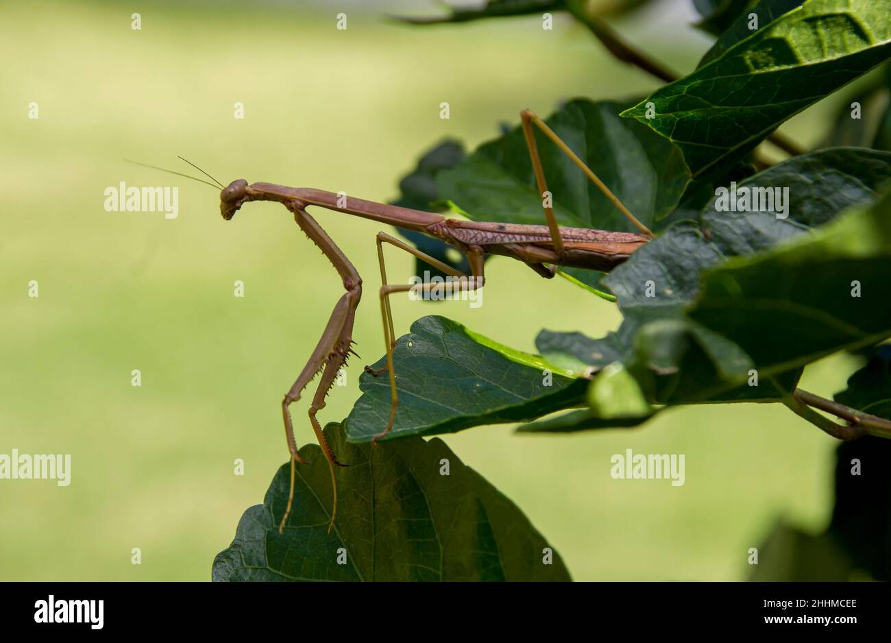 Large Brown Mantid (praying mantis) - Archimantis latistyla - on green leaves of hibiscus, looking to the left. Garden in Queensland, Australia. Stock Photo