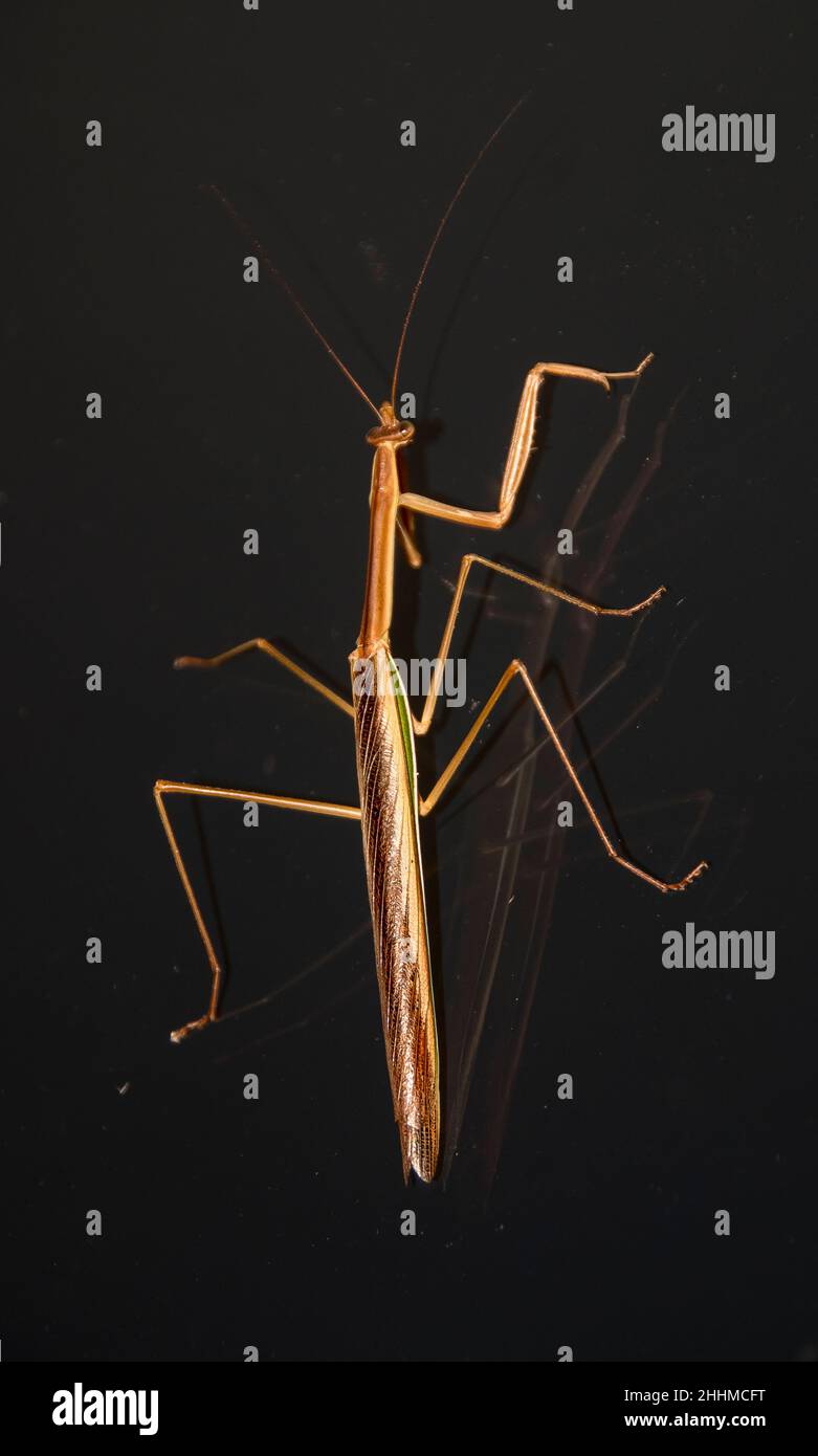 Australian Purplewinged mantid, Tenodera australasiae, (praying mantis) and its reflection on dark glass surface in summer in Queensland. Stock Photo