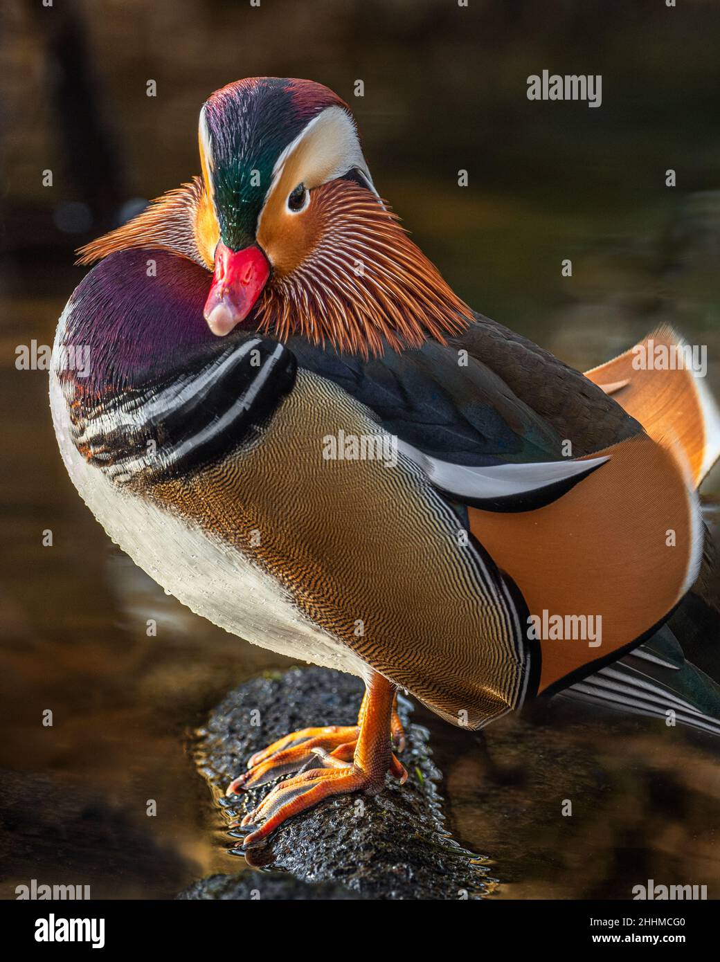 A colorful male mandarin duck standing on a rock in the river on a bright sunny day. Stock Photo