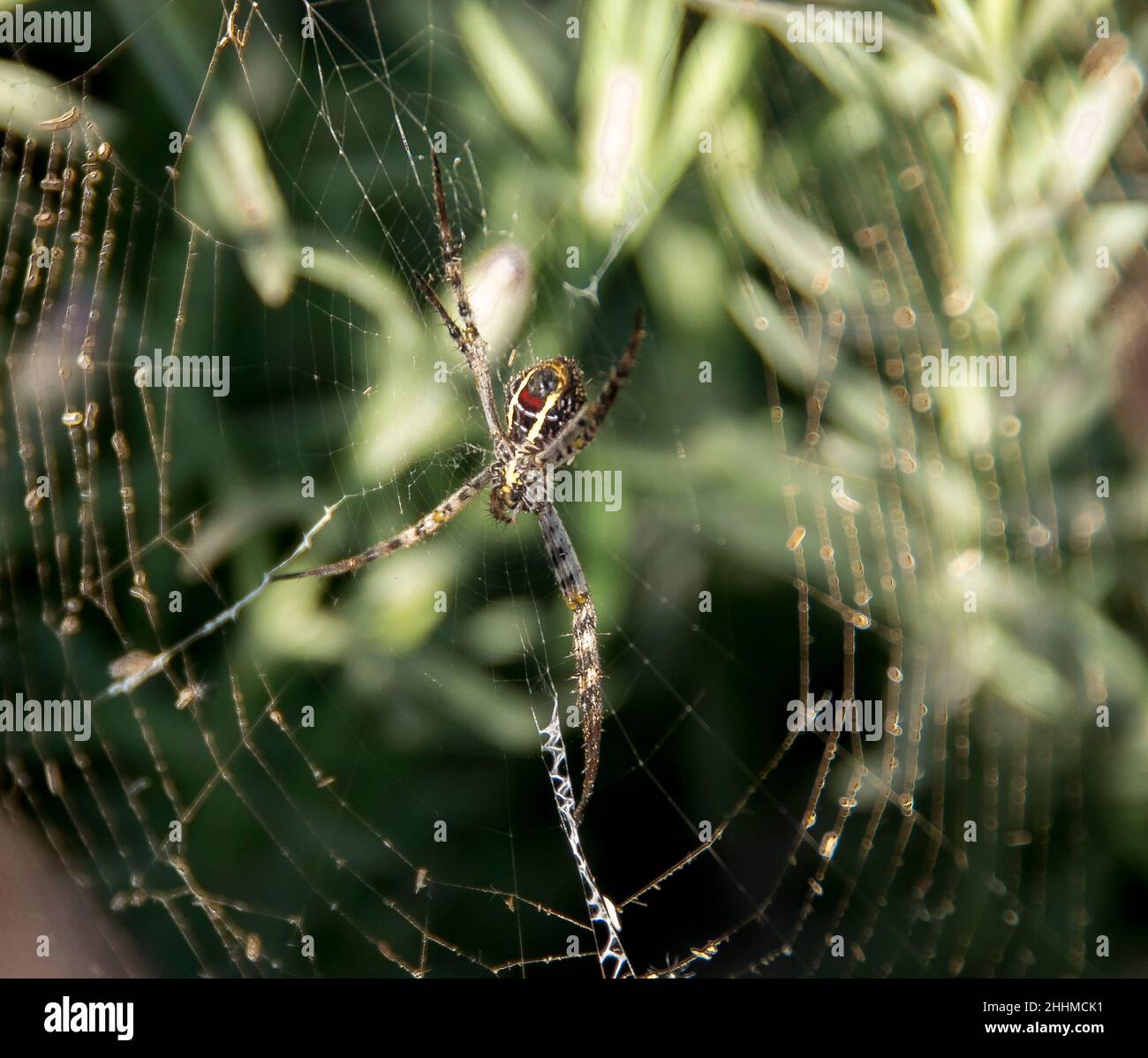 Underside of Female striped St Andrews Cross spider (Argiope keyserlingi) waiting for prey in her web. Garden in Queensland, Australia. Stock Photo