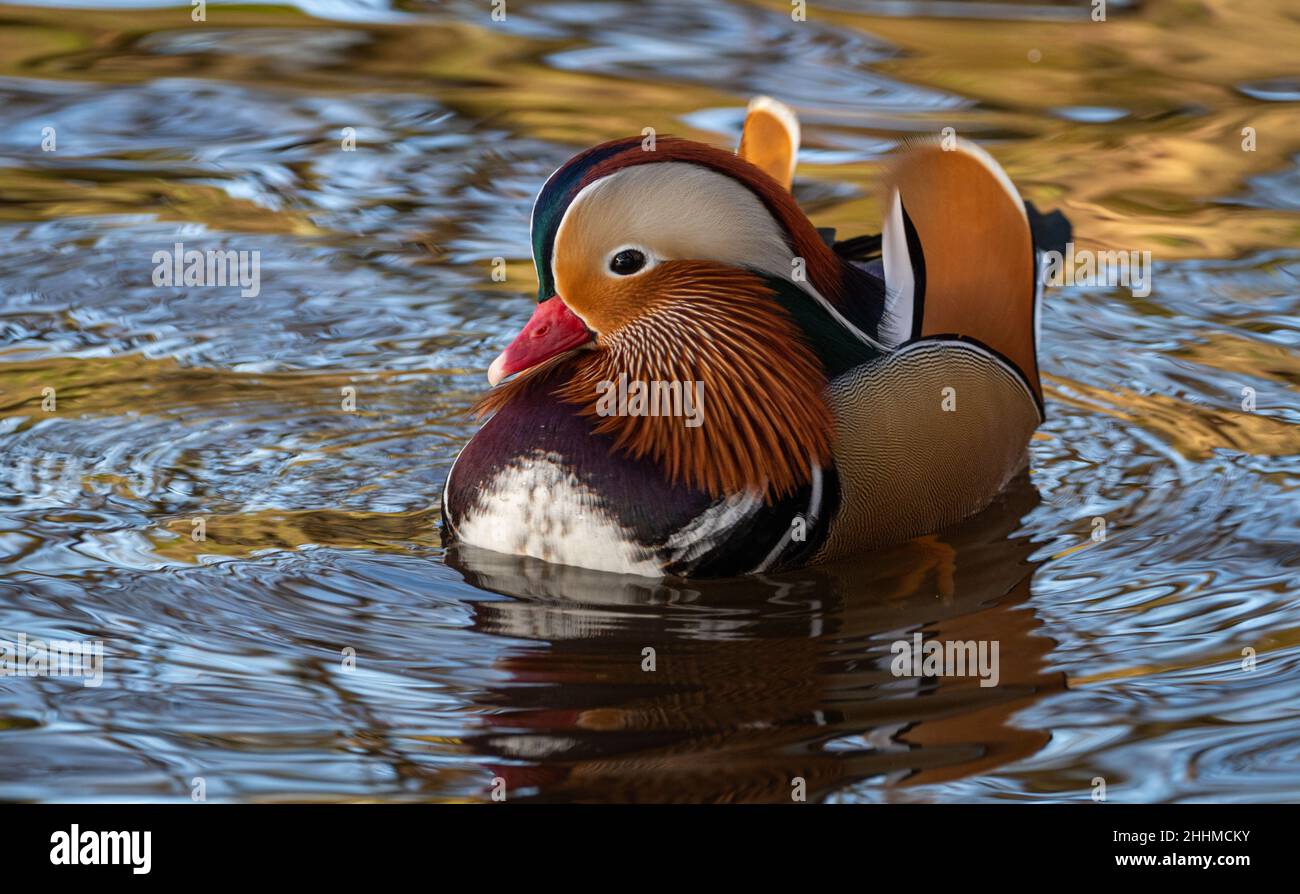 A colorful male mandarin duck swimming in a river on a bright sunny day ...