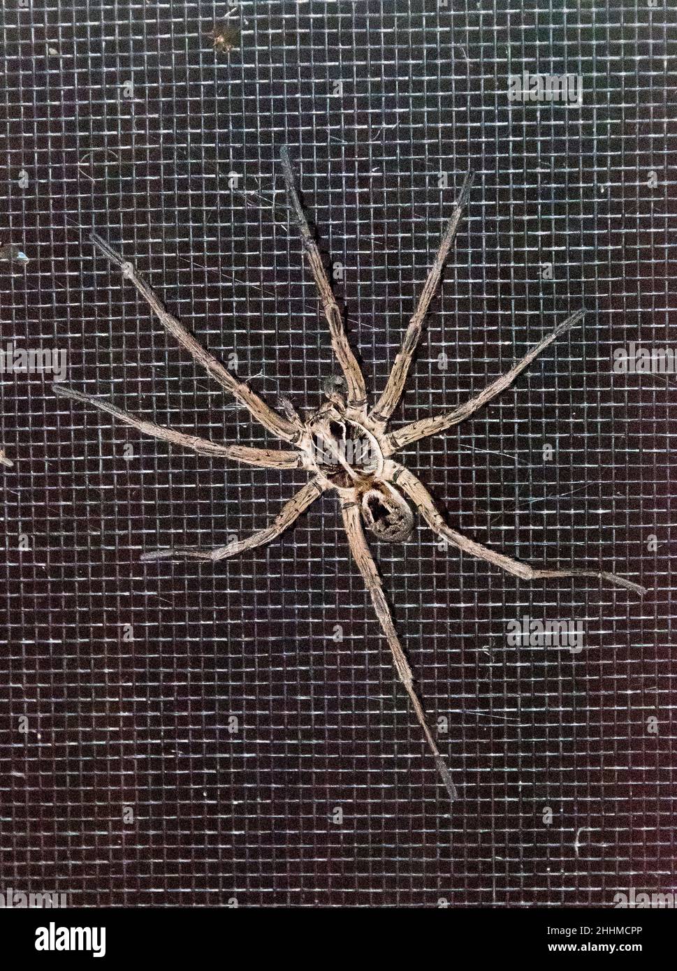 Garden Wolf Spider , Lycosa godeffroyi on flyscreen. Australian hunting spider found in garden in Tamborine Mountain, Queensland. Distinctive pattern. Stock Photo