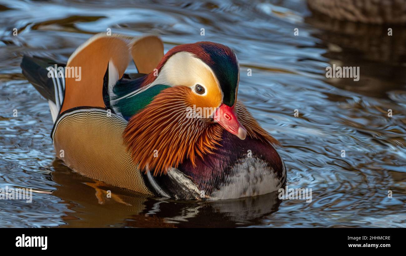 A colorful male mandarin duck swimming in a river on a bright sunny day. Reflection of the bird and its vivid colors in the dark water. Stock Photo