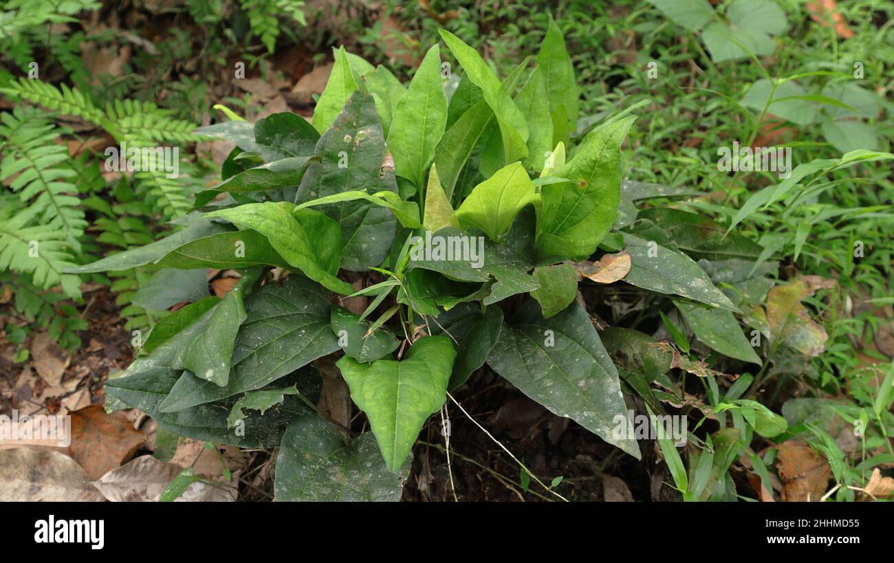Side view of a Trichopus zeylanicus plant in the wild (in Sri Lanka it is called as Bimpol) Stock Photo