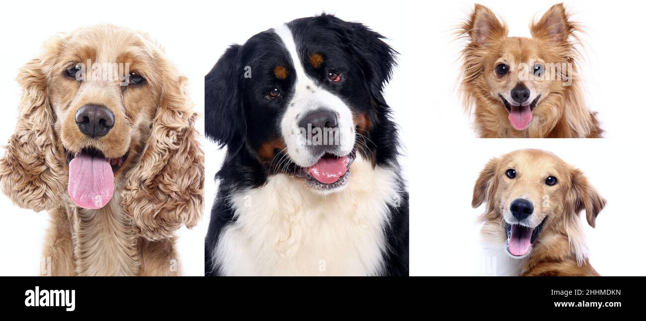 Group of beautiful dogs in front of a white background Stock Photo - Alamy
