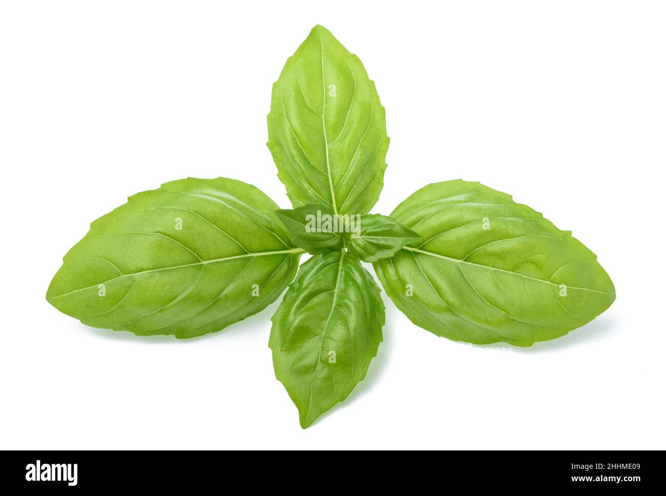 Green fresh basil isolated on white background Stock Photo - Alamy
