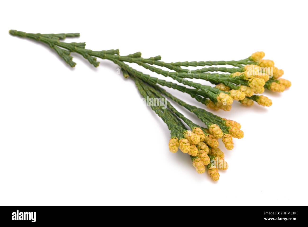 California incense cedar branch (Calocedrus decurrens) isolated on white Stock Photo