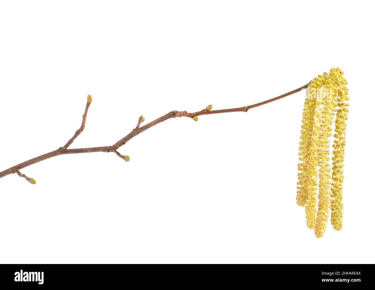 Hazelnut catkins isolated on white background Stock Photo