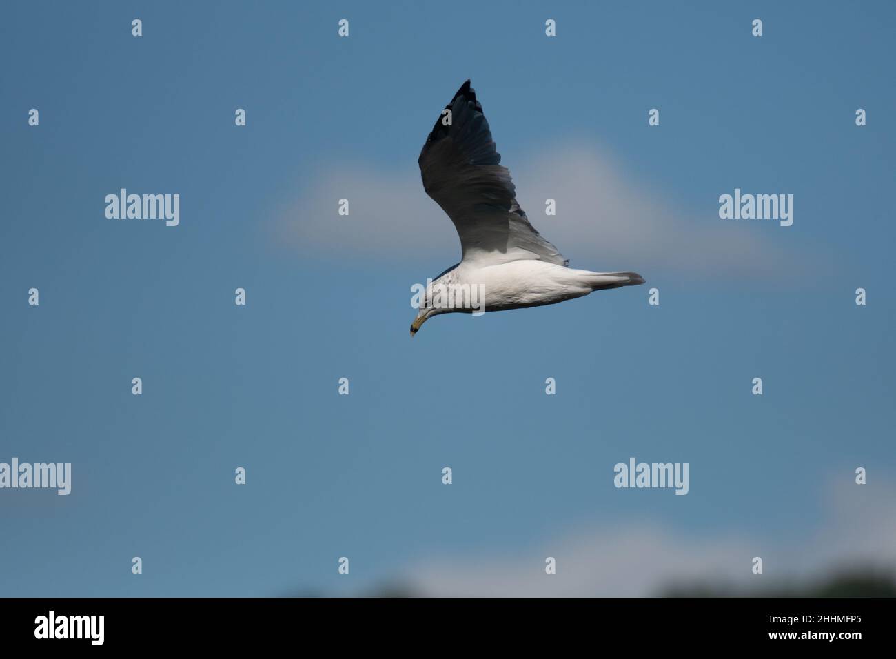 Gull flying through the cloudy sky in New York Stock Photo