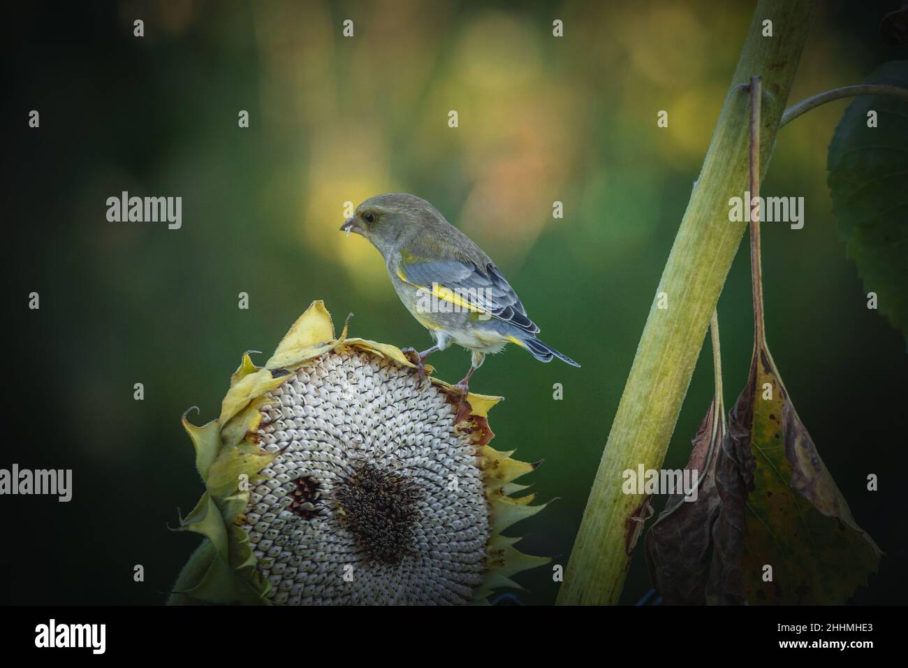 Fotos vom Stieglitz oder auch Distelfink genannt im Garten auf Futtersuche an Sonnenblumen. Porträt vom Stieglitz (Distelfink) im Herbst. Stock Photo
