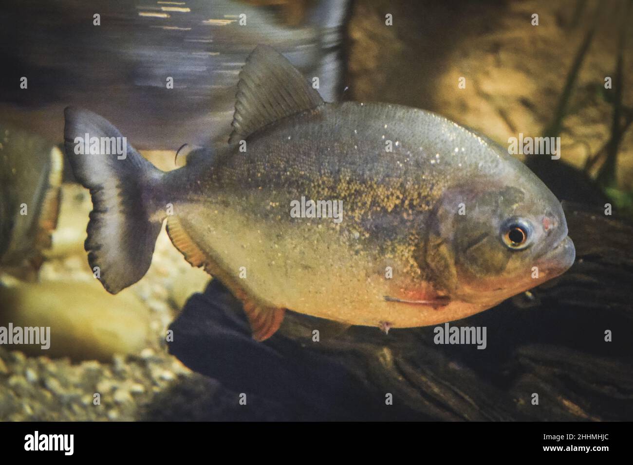 Grey Piranha - Serrasalmidae fish swimming Stock Photo