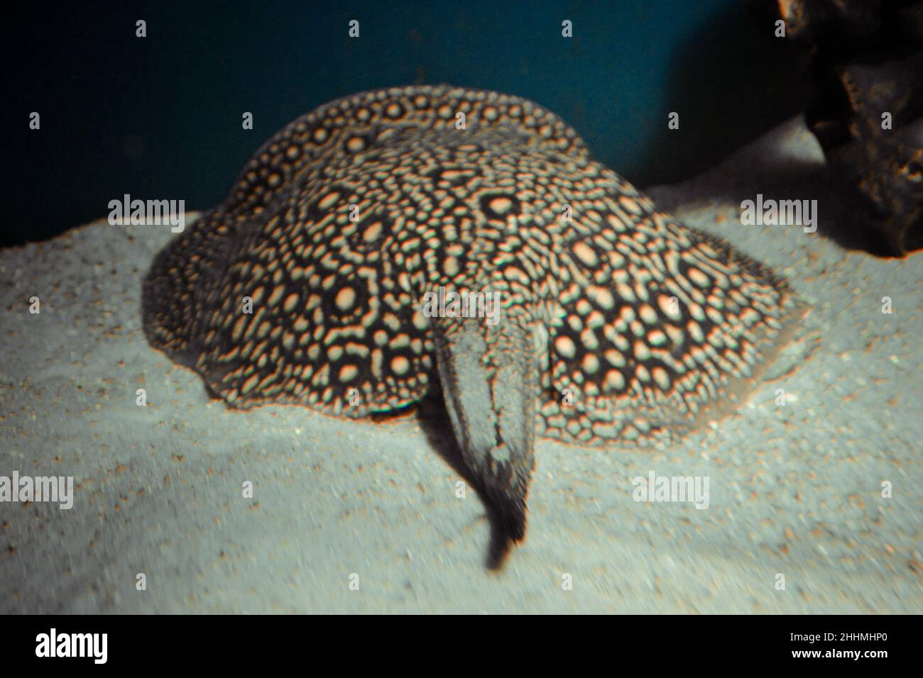 Ocellate river stingray, Potamotrygon motoro fish laying on sand Stock Photo