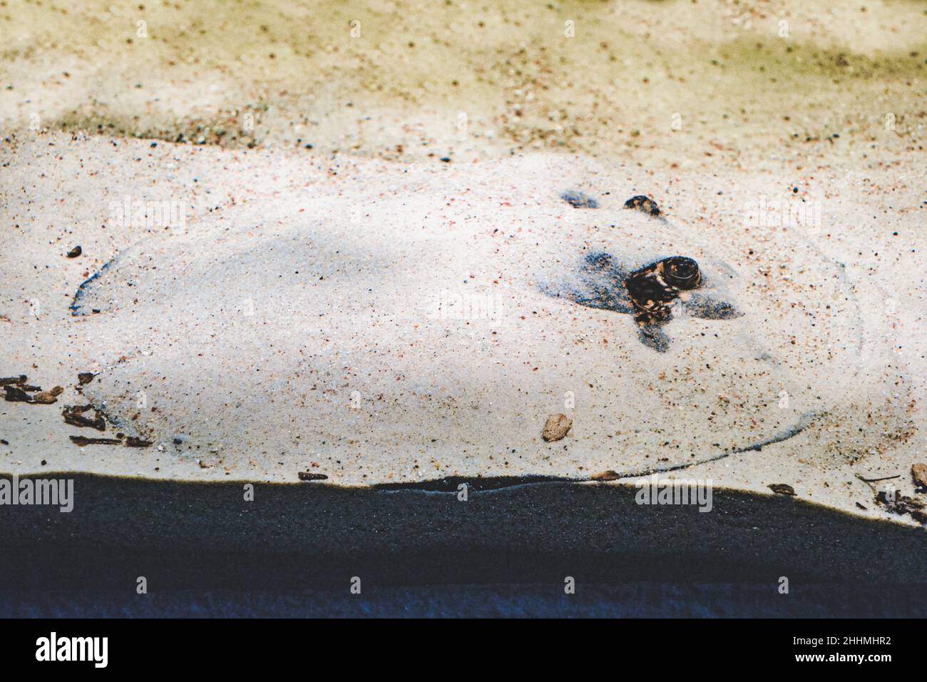 Ocellate river stingray, Potamotrygon motoro fish hidden under sand Stock Photo
