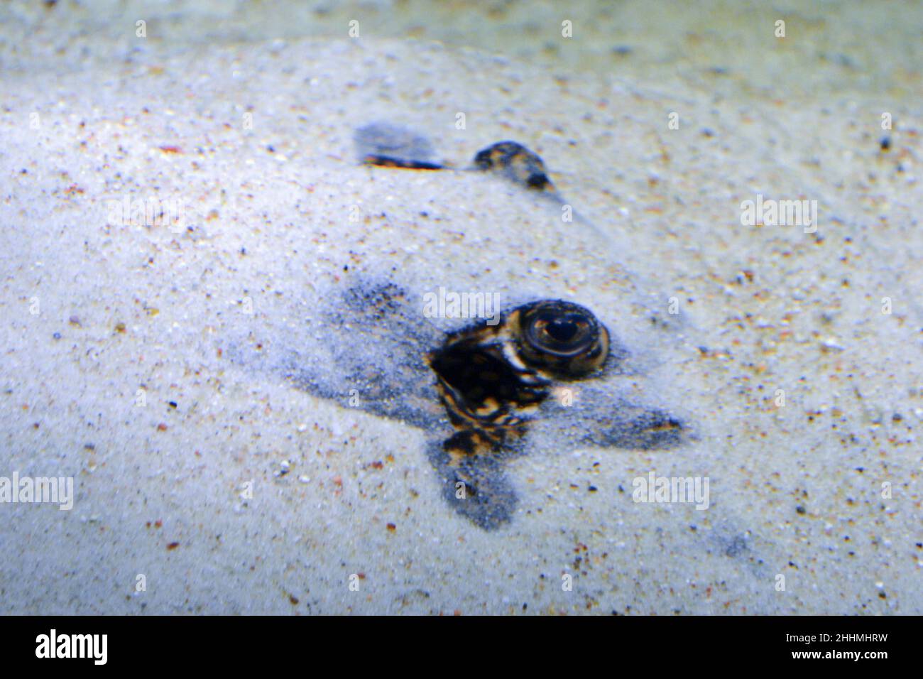 Ocellate river stingray, Potamotrygon motoro fish hidden under sand - close-up on eyes Stock Photo