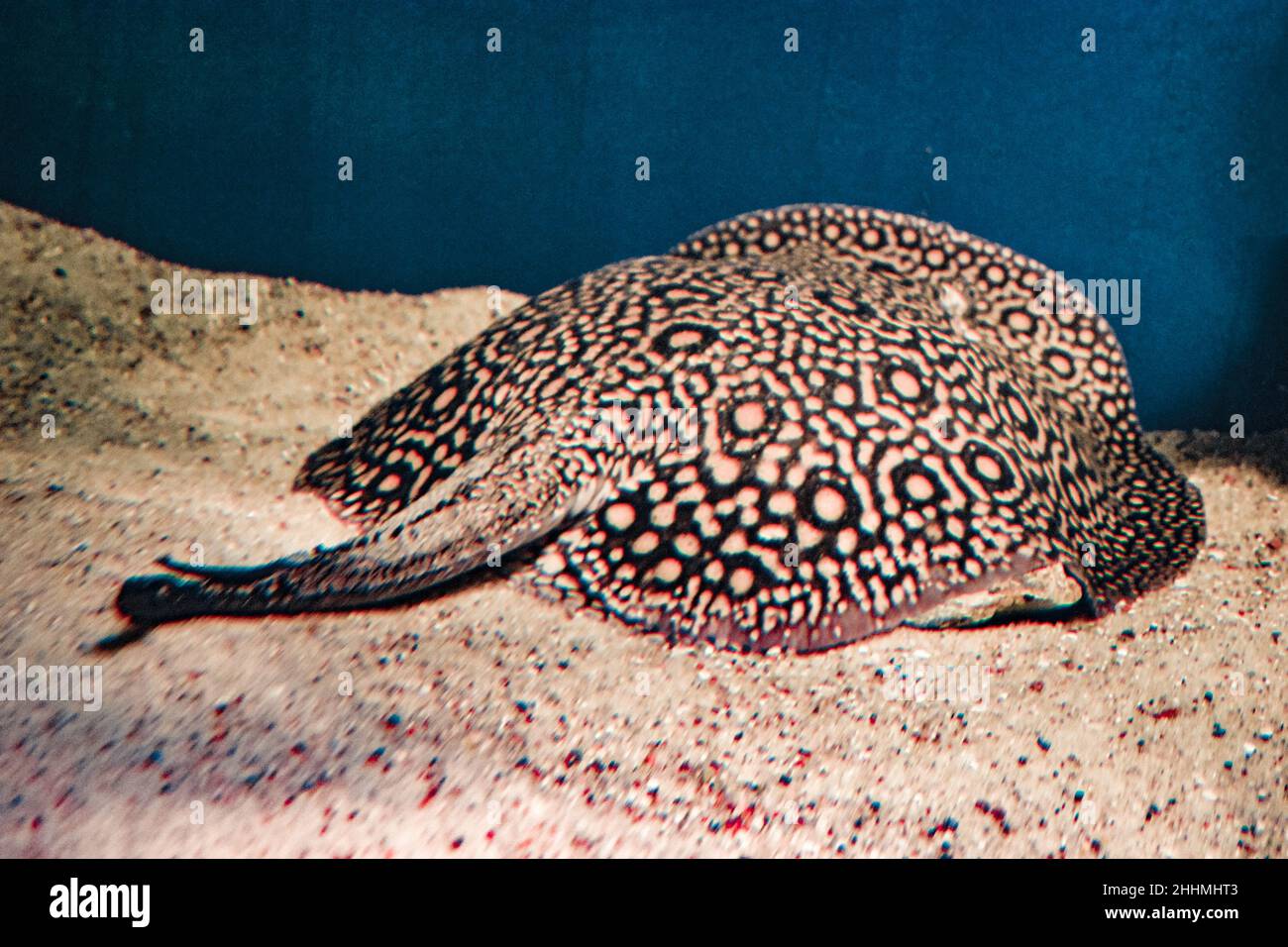 Ocellate river stingray, Potamotrygon motoro fish laying on sand Stock Photo