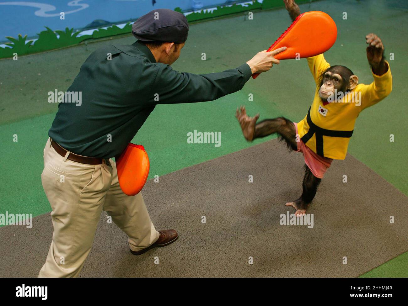 RUDY A YOUNG CHIMP WHO HAS SHOWN AN UNUSUAL ABILITY TO LEARN KOREAN KARATE (TAEKWONDO) FROM HIS FRIEND AND KEEPER LEE JAEMAN . LEE NOTICED RUDY WATCHING HIM AS HE PRACTISED HIS KARATE OUTSIDE HIS ENCLOSURE AT SAMSUNG EVERLAND SAFARI PARK IN KOREA. SINCE THEN RUDY HAS LEARNT VARIOUS KICKS AND MOVES AND SPARS WITH LEE EVERYDAY.PICTURE SHOWS RUDY DEMONSTRATING THE NAEREO CHAGI MOVE.  PICTURES : GARYROBERTSPHOTOGRAPHY.COM Stock Photo