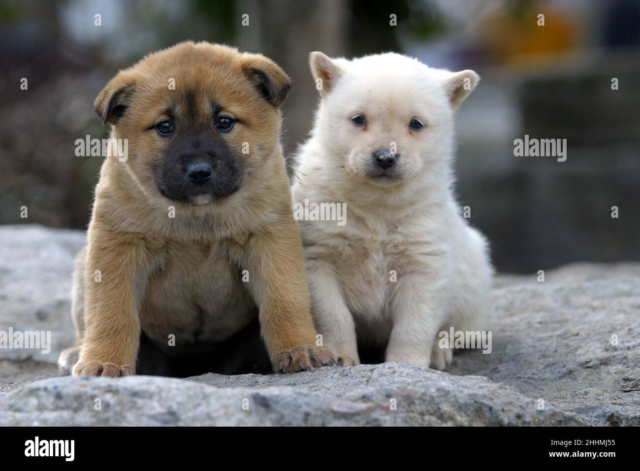 JINDO  PUPPIES  ON THE REMOTE JINDO ISLAND, OFF SOUTH KOREA, WHICH IS HOME TO THE JINDO DOG.  THE DOG HAS BEEN AN ISOLATED BREED SINCE STONE AGE TIMES. NOW FOR THE FIRST TIME THEY HAVE BEEN OFFICALLY BRED OUTSIDE KOREA IN BRISTOL WITH THE AIM TO SHOW THEM AT CRUFTS IN 2005.  KOREA.  PICTURE: GARYROBERTSPHOTOGRAPHY.COM Stock Photo