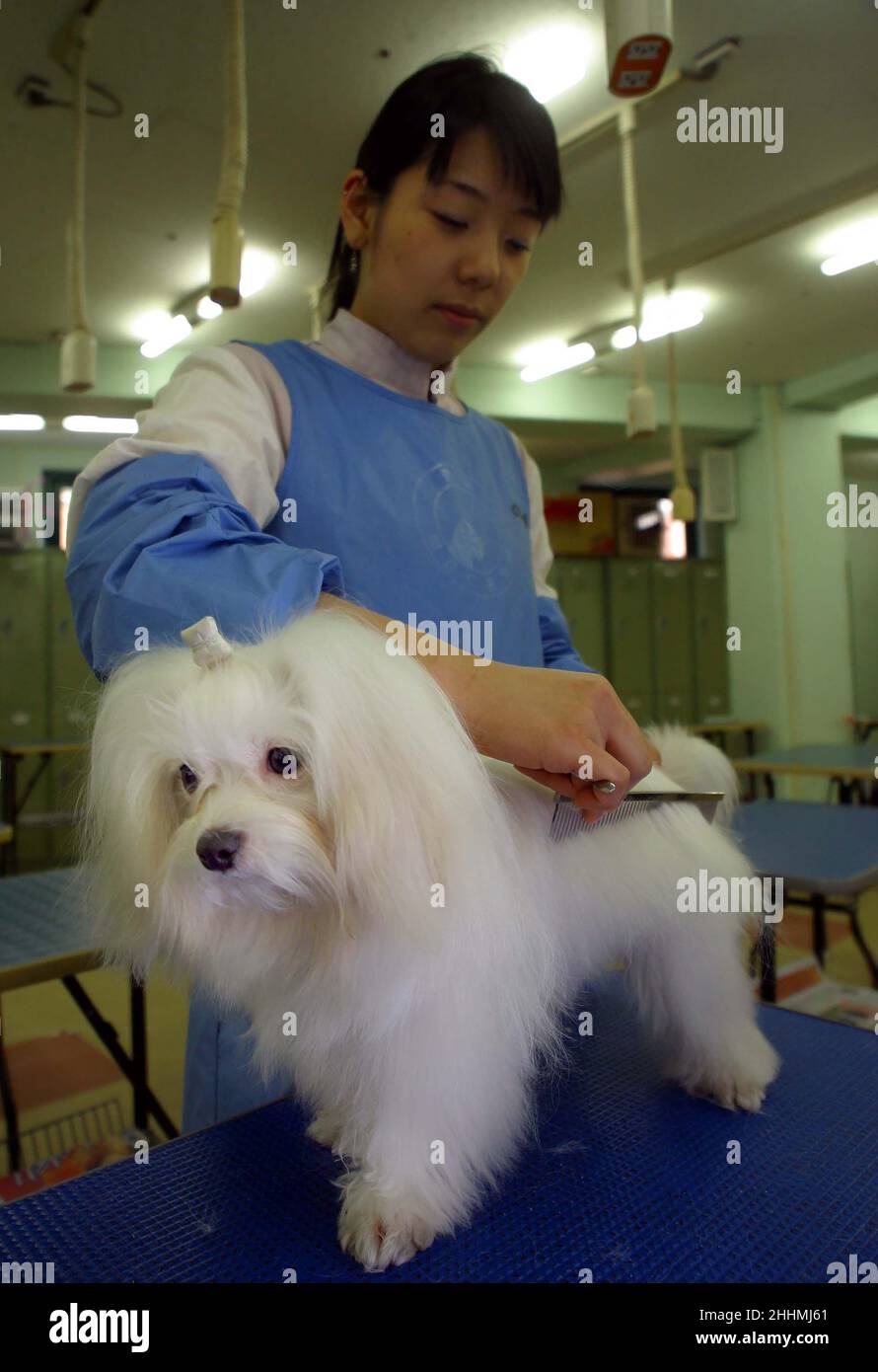 Woman in apron grooms a long haired white dog with brush in Samsung dog centre. Korea. Picture Gary Roberts Stock Photo