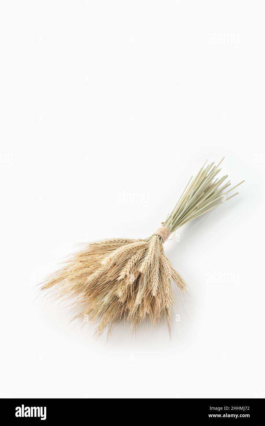 Bunch of dry wheat ears in studio Stock Photo