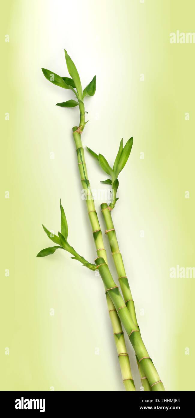 Bamboo canes against green background Stock Photo