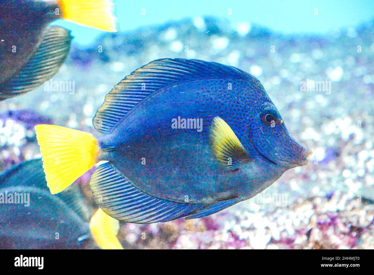 Blue and yellow zebrasoma xanthurum fish swimming Stock Photo