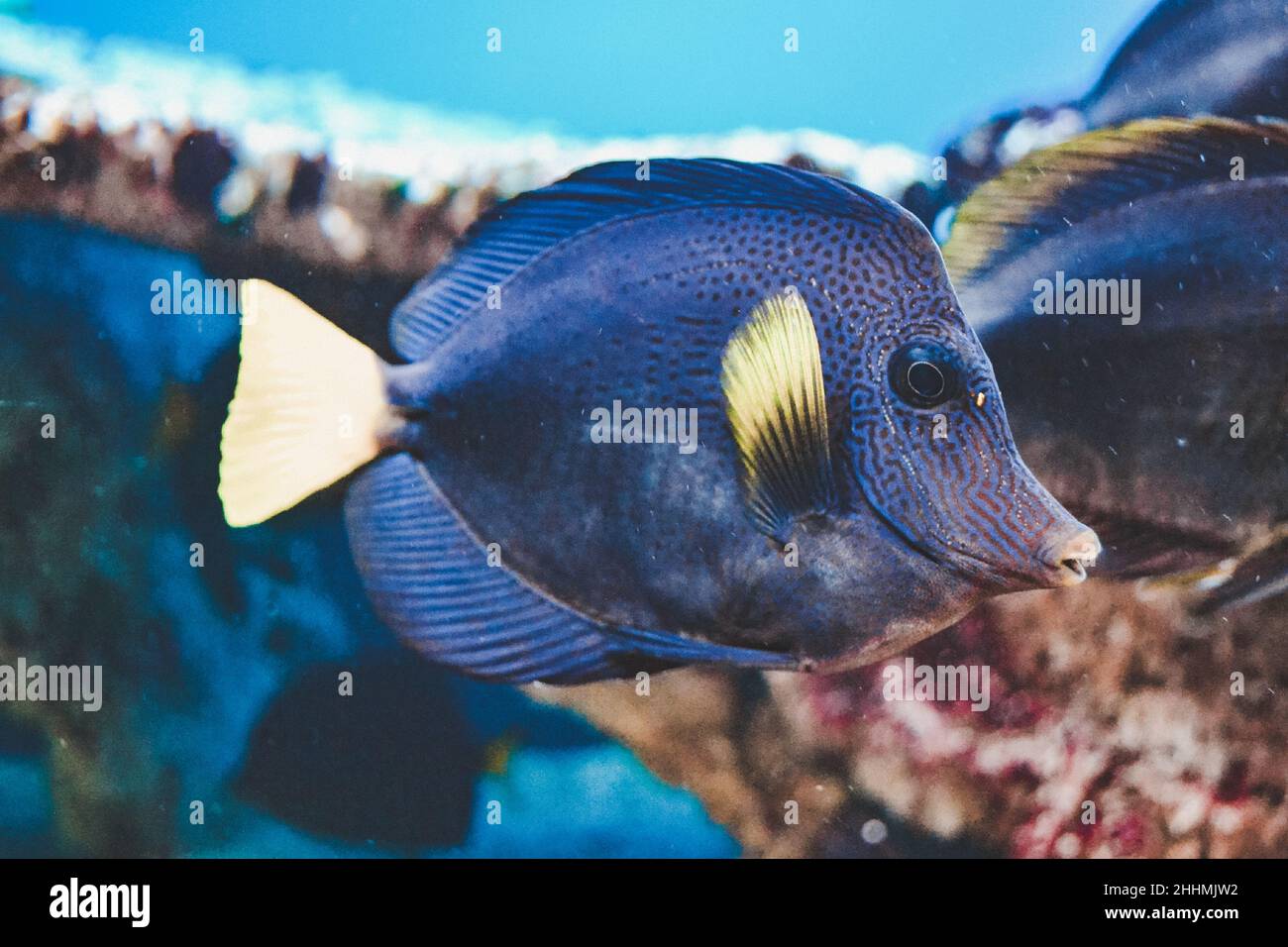Blue and yellow zebrasoma xanthurum fish swimming Stock Photo