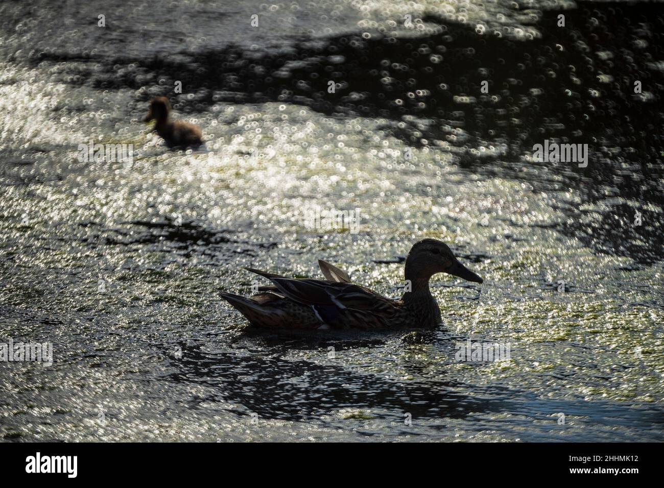 Mallard duck, River Tweed, Kelso in July with extensive algae bloom on water from hot summer Stock Photo