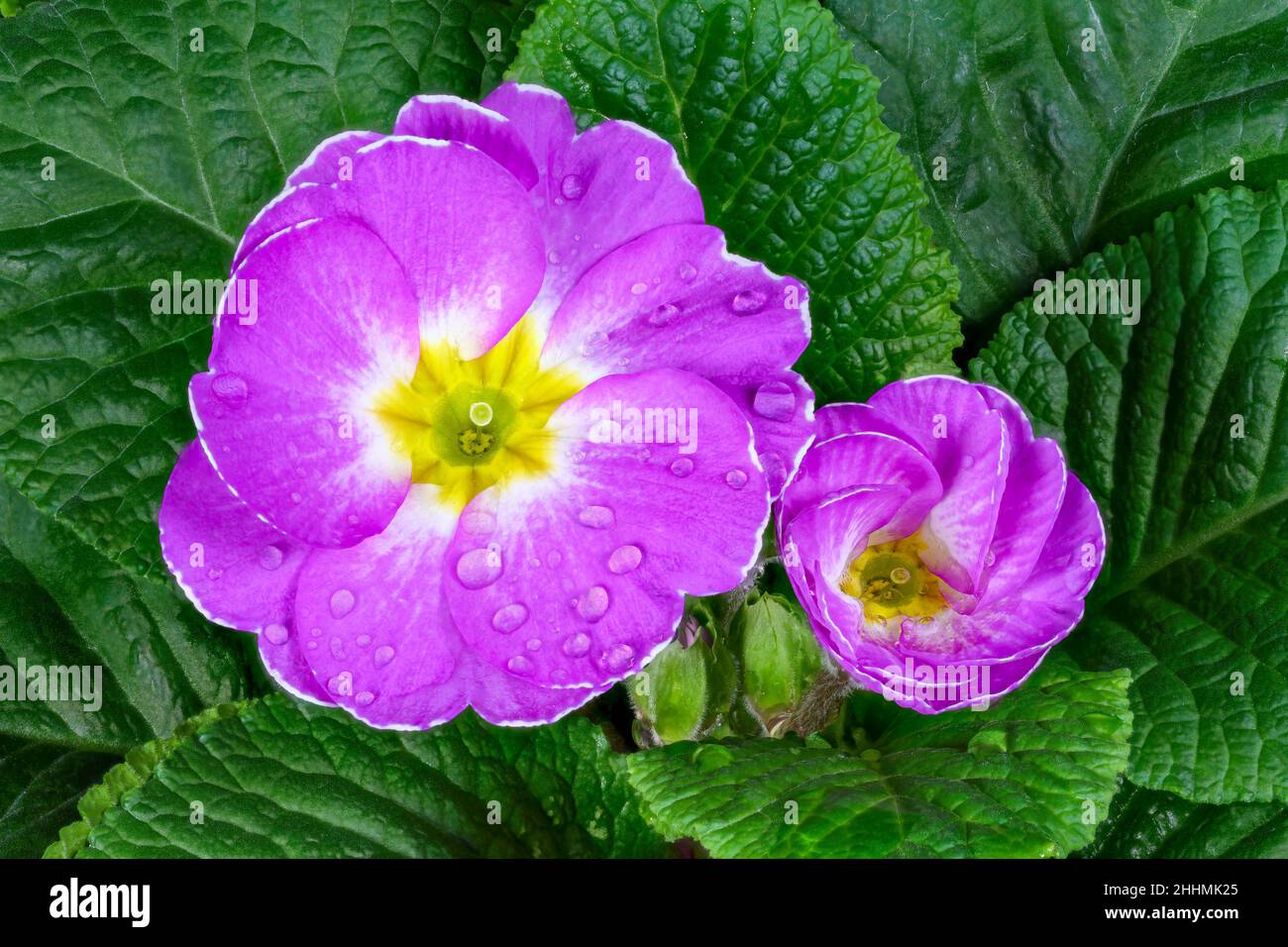 Gorgeous Pink Primula, (Primula vulgaris), also known as Primrose, flowers nestled amongst dark green leaves and sprinkled with dewdrops Stock Photo