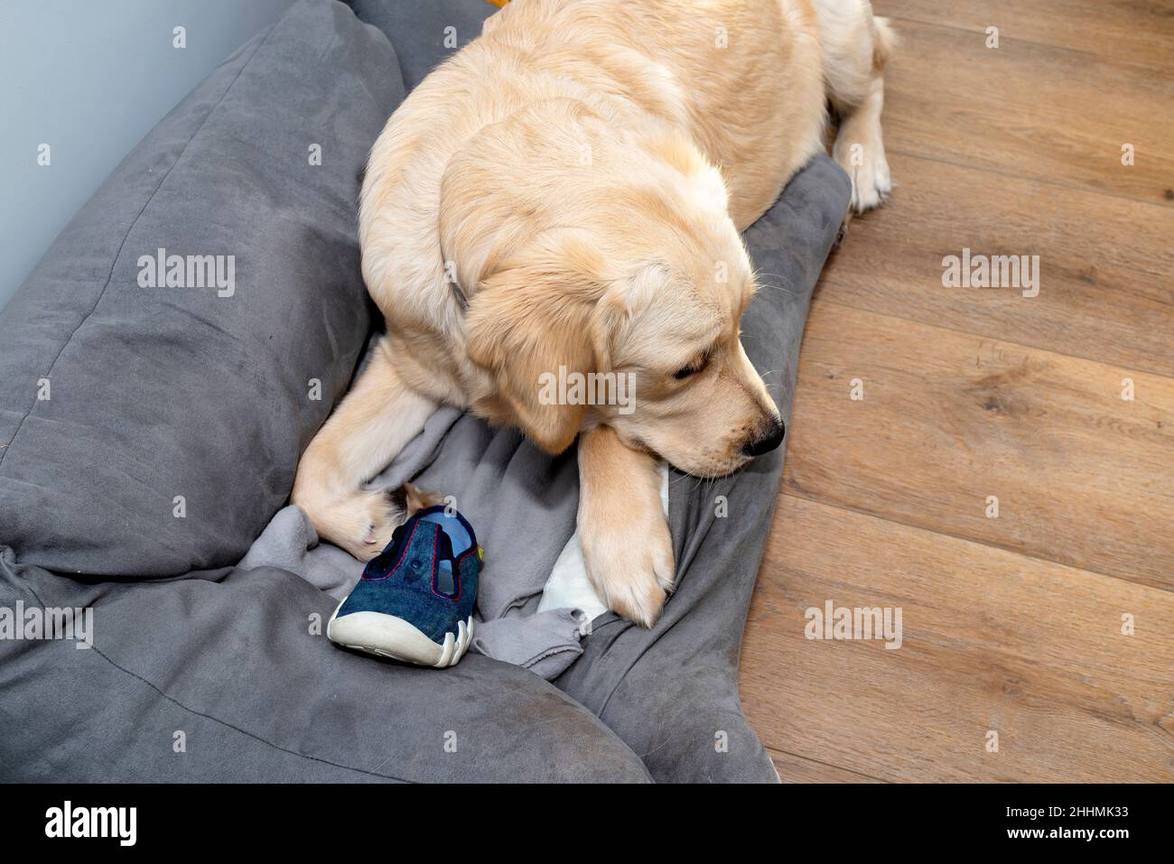Labrador playpen top