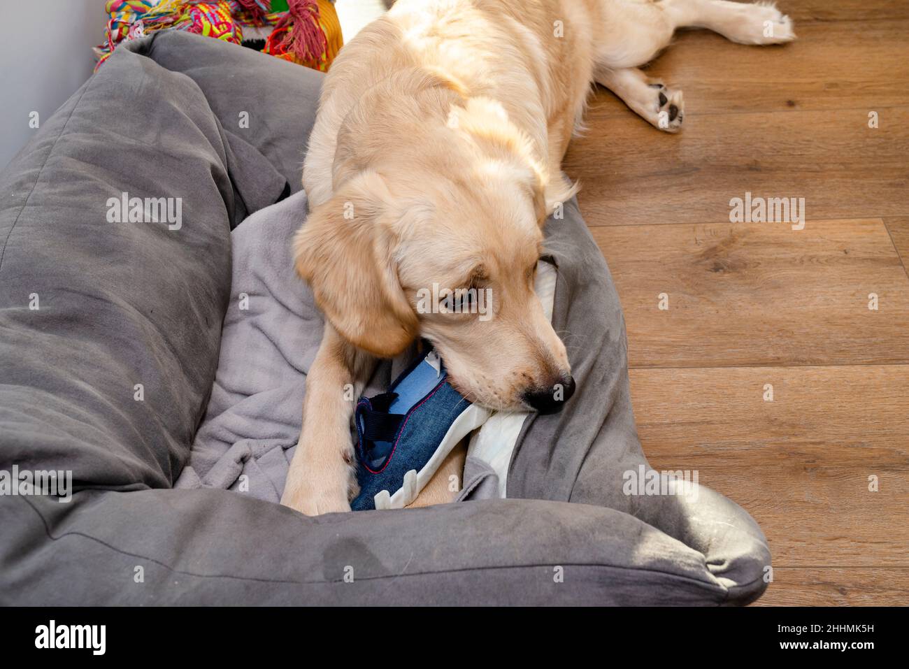 A young golden retriever lies on a dog playpen on modern vinyl panels