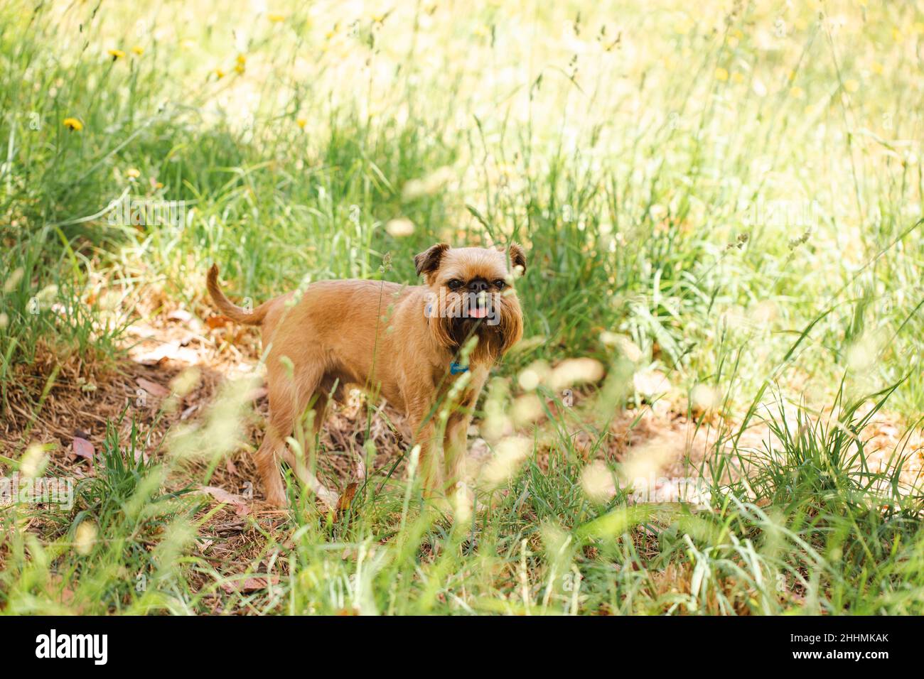 Closeup of the Griffon Bruxellois dog outdoors. Brussels Griffon. Stock Photo