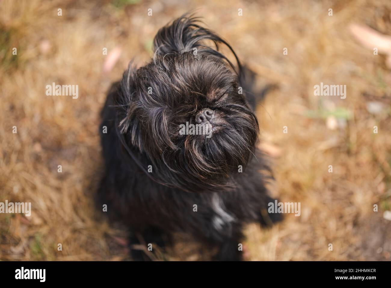 Closeup of the Griffon Bruxellois dog. Brussels Griffon. Stock Photo