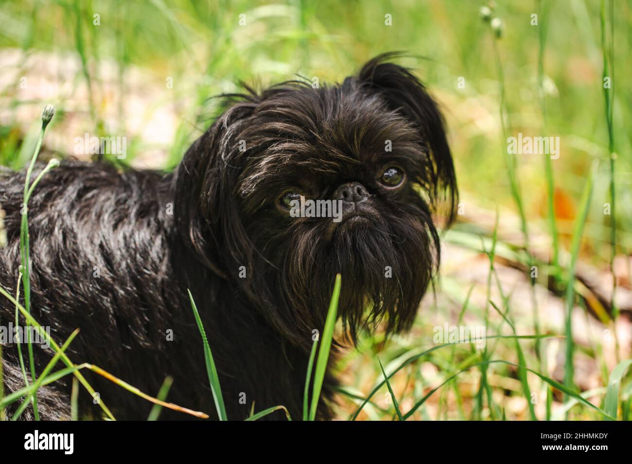 Closeup of the Griffon Bruxellois dog. Brussels Griffon. Stock Photo
