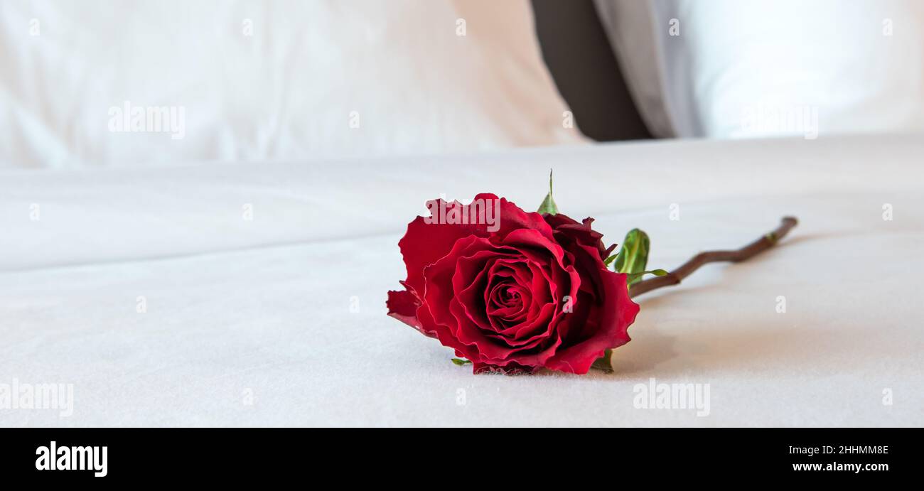 Romantic red rose on hotel bed. Stock Photo