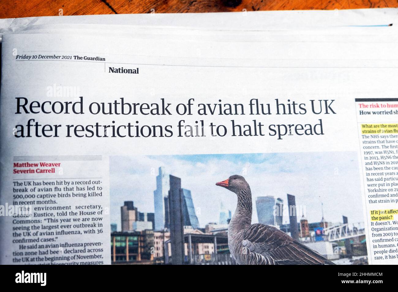 'Record outbreak of avian flu hits UK after restrictions fall to halt spread' Guardian newspaper headline article 10 December 2021 London UK Britain Stock Photo