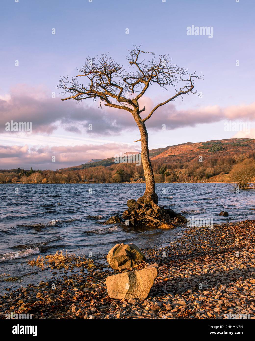 Evening light on a lone tree on the shores of Loch Lomond at Milarrochy Bay Stock Photo