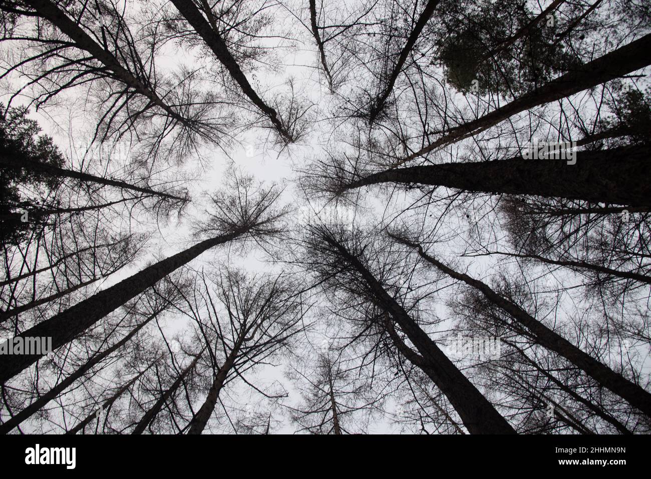 Spring season black and white hi-res stock photography and images - Alamy