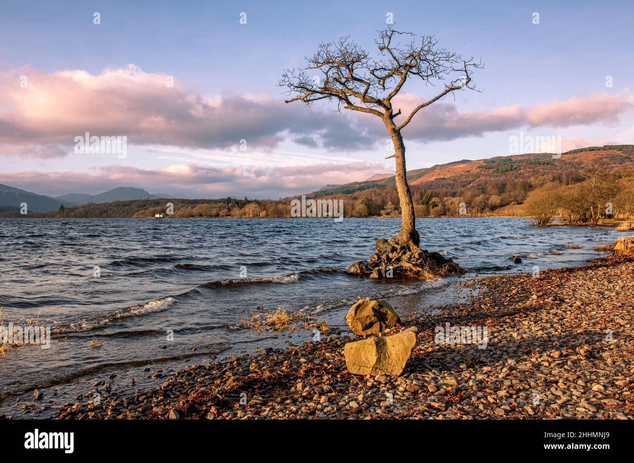 Evening light on a lone tree on the shores of Loch Lomond at Milarrochy Bay Stock Photo