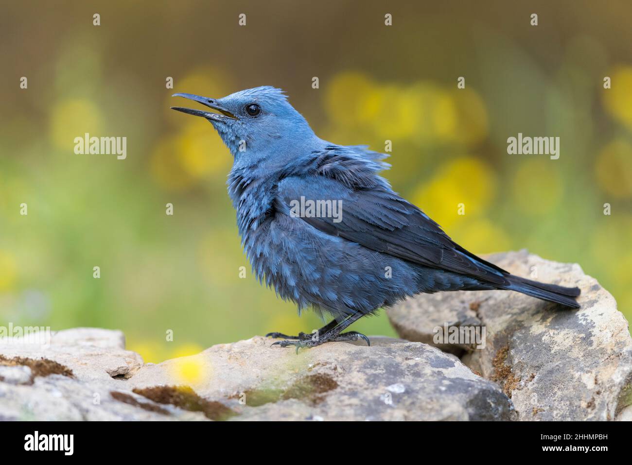 Blue Rock Thrush (Monticola solitarius), side view of an adult male singing from a rock, Campania, Italy Stock Photo