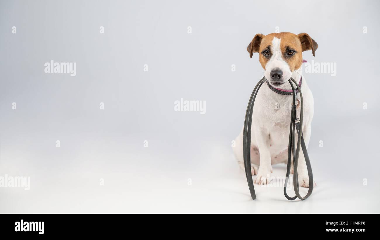 Jack russell terrier dog holding a leash on a white background Stock