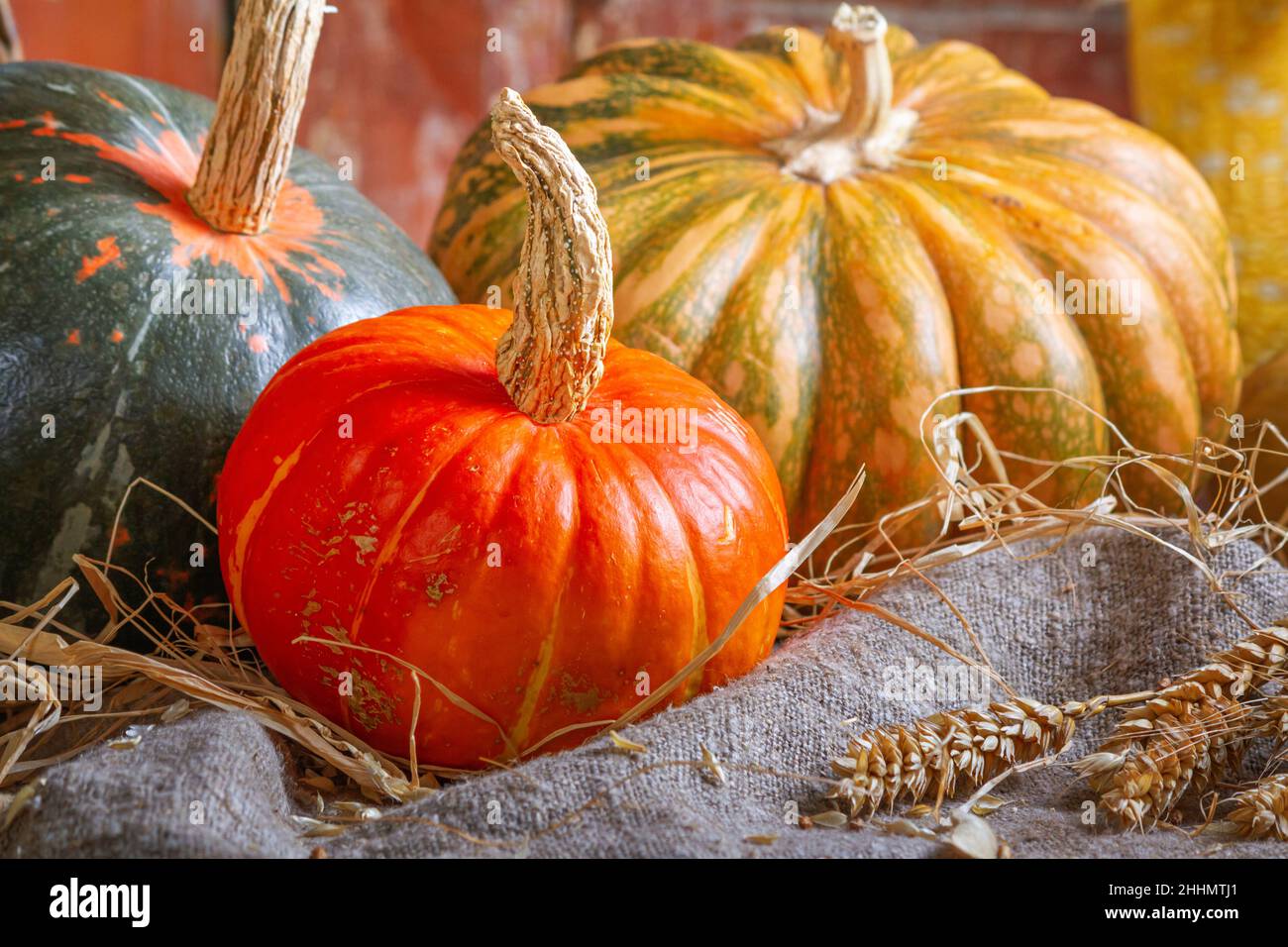 Autumn still life with pumpkin fruits of different colors and sizes on ...