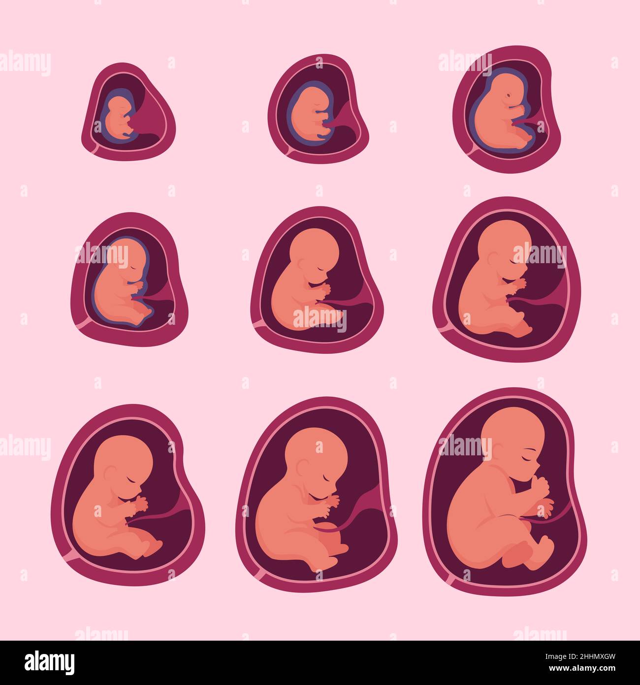 Creative fetal development set Vector illustration Stock Vector Image ...