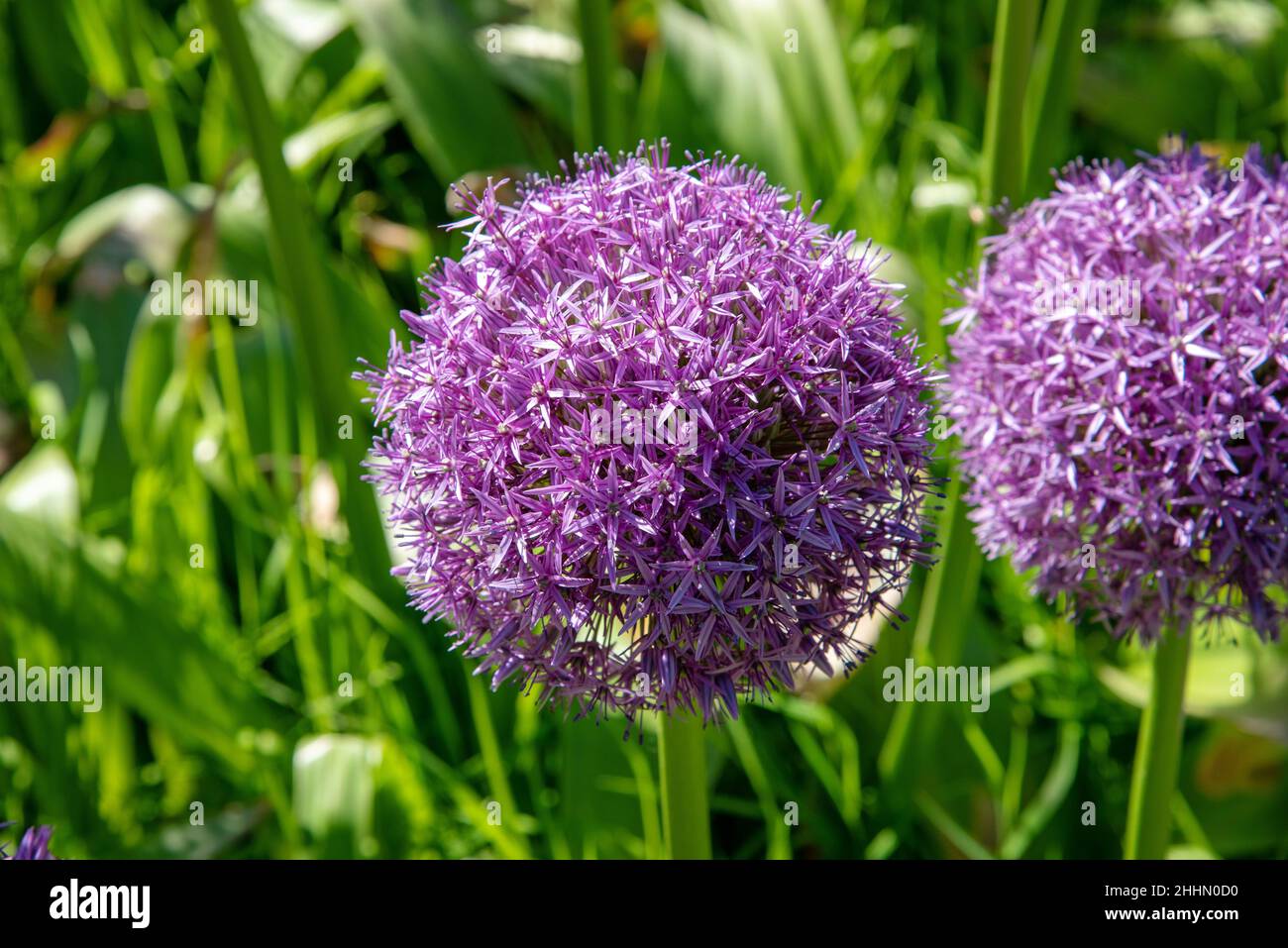 Close up on the colorful purple round pompom flowers of an Allium plant growing outdoors in a spring garden against greenery Stock Photo