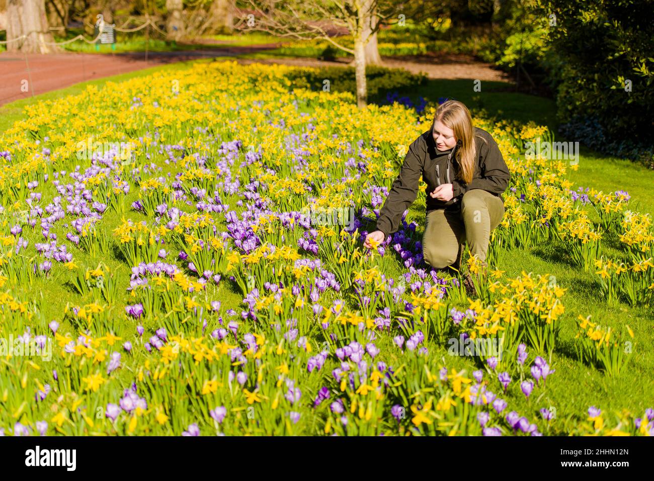 Herbaceous Supervisor Kirsty Wilson inspects an in bloomDaffodil at east gate Narcissus ‘February Gold’ and Crocus bulbs at the Royal Botanic Garden Edinburgh.  Credit: Euan Cherry Stock Photo
