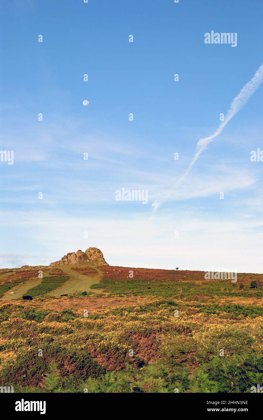 UK, England, Devonshire, Dartmoor. Haytor with gorse & heather blooming