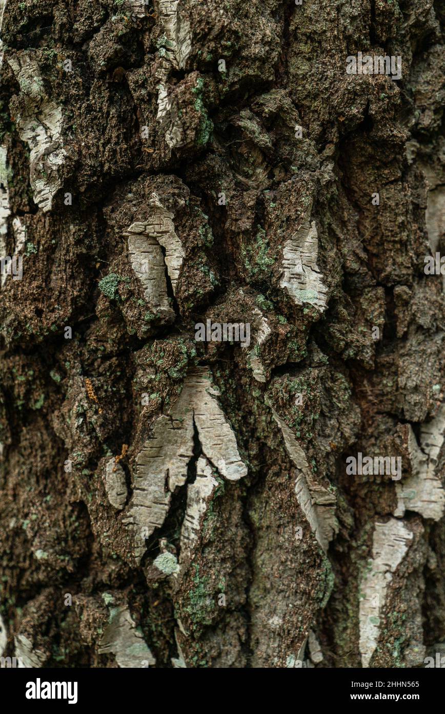 Closeup shot dry tree hi-res stock photography and images - Alamy