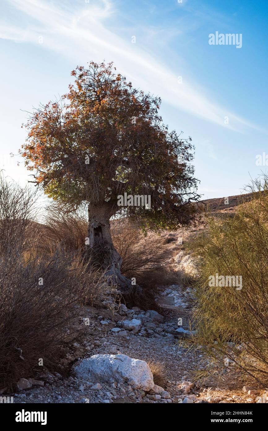 Backlit Atlantic pistachio Pistacia atlantica tree in a sandy dry stream bed in the Negev in Israel with blue sky and wispy clouds in the background Stock Photo