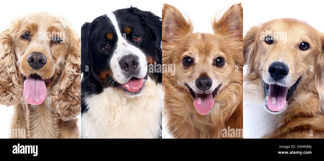 Group of beautiful dogs in front of a white background Stock Photo - Alamy