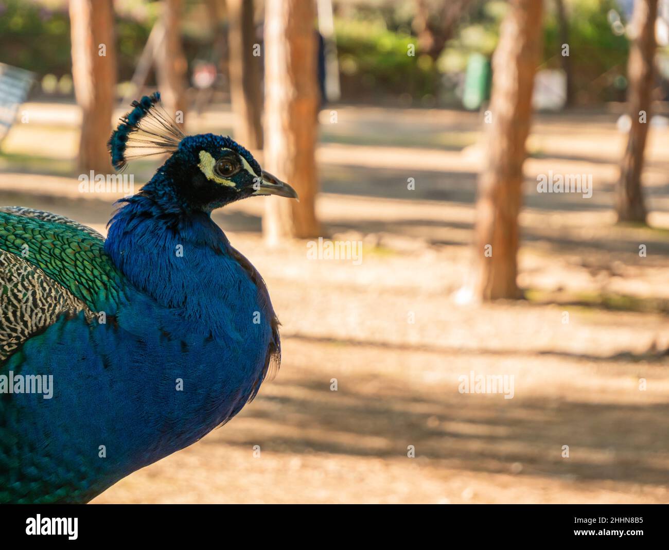 close-up portrait profile of a male peacock in nature Stock Photo - Alamy
