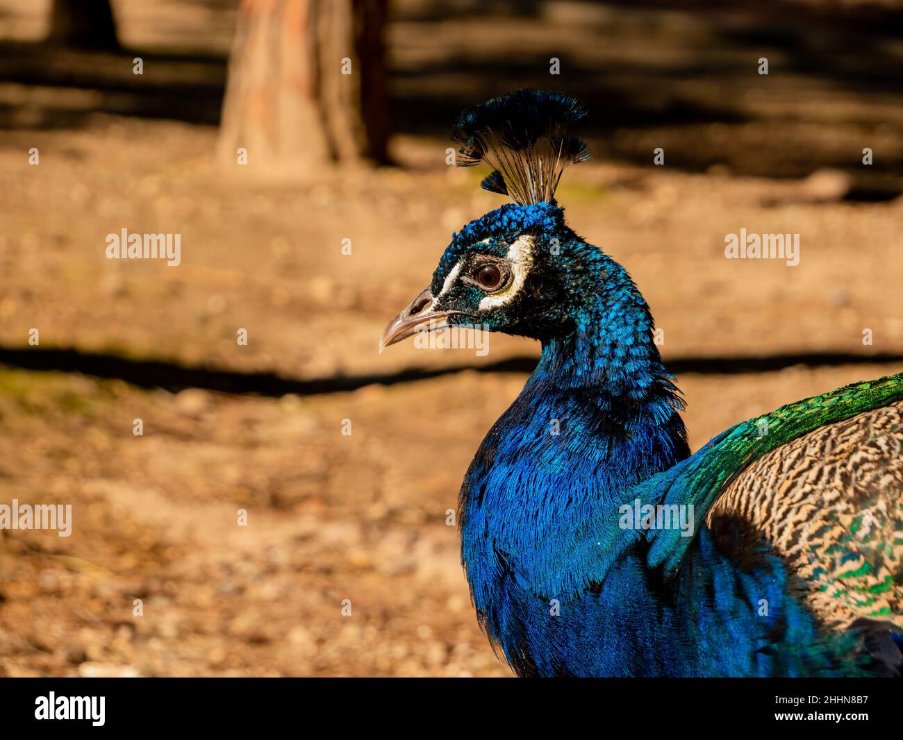close-up portrait profile of a male peacock in nature Stock Photo - Alamy